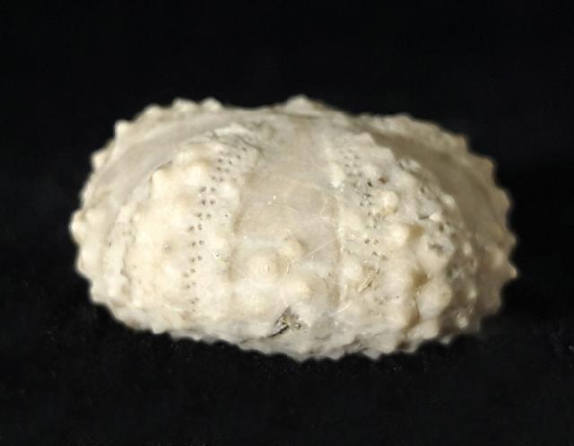 Coelopleurus coronalis (LESKE 1778) - Bild © FossNet FossilienStore